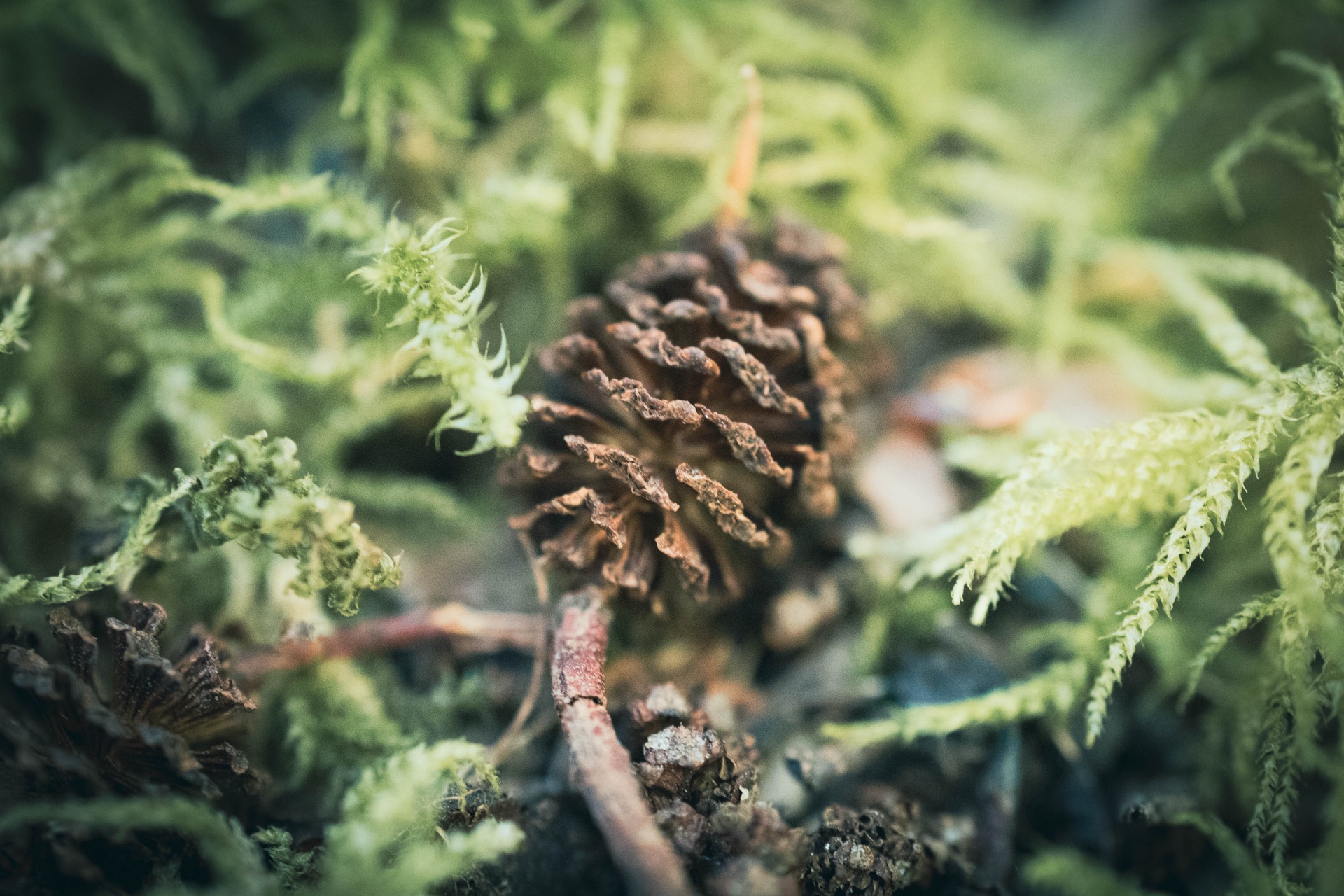 Pinecone nestled in moss on the forest floor
