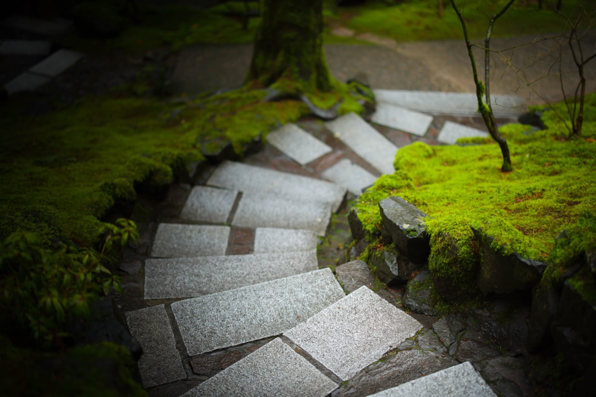 Stone path through a quiet garden